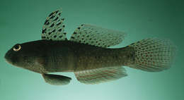 Image of Goby