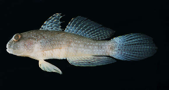 Image of Goby