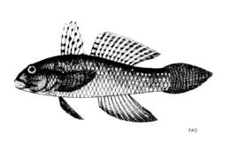 Image of Goby