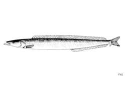 Image of Lesser Sand-eel