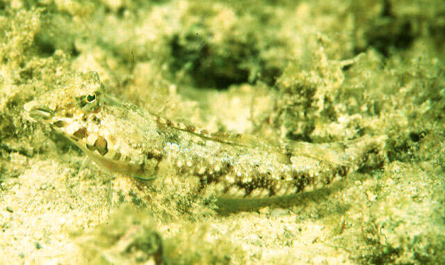 Image of Baird’s Dragonet