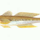 Image of Yellowfin Goby