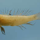 Image of Ragged goby