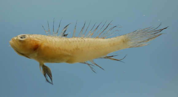 Image of Ragged goby