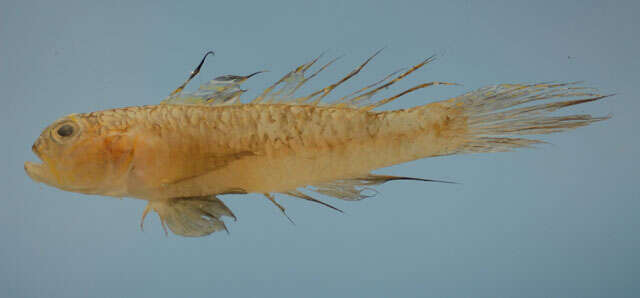 Image of Ragged goby