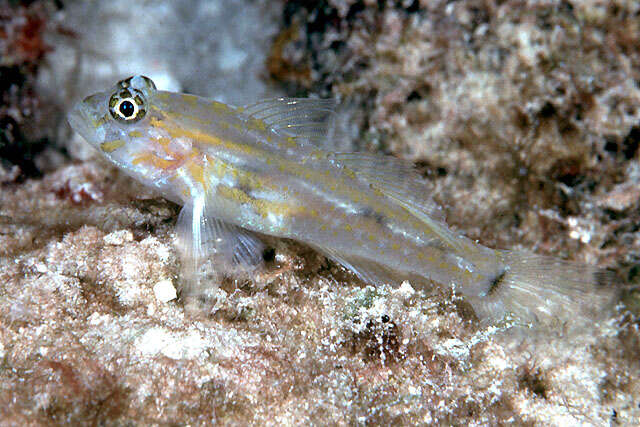 Image of Pallid Goby