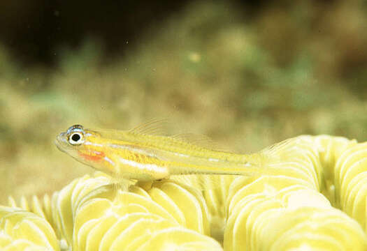 Image of Bluenose Goby