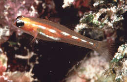 Image of Masked Goby