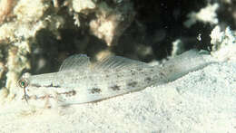 Image of Goldspot Goby