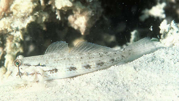 Image of Goldspot Goby