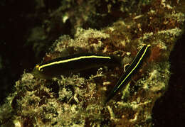 Image of Yellowline Goby