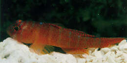 Image of Rusty Goby