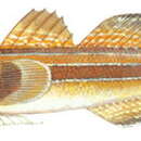 Image of Chameleon goby