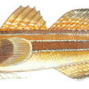 Слика од Tridentiger trigonocephalus (Gill 1859)