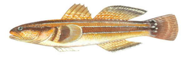 صورة Tridentiger trigonocephalus (Gill 1859)