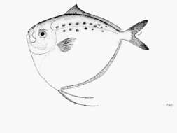 Image of moonfishes