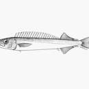Image of Black snake mackerel