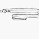 Image of Razorback scabbardfish