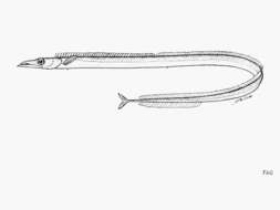 Image of Bigeye scabbard fish