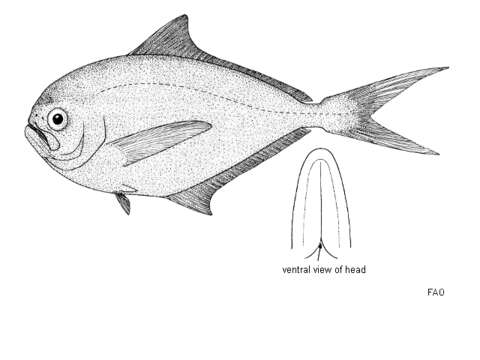 Image of Angel Fish
