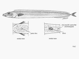 Image of Black scabbardfish