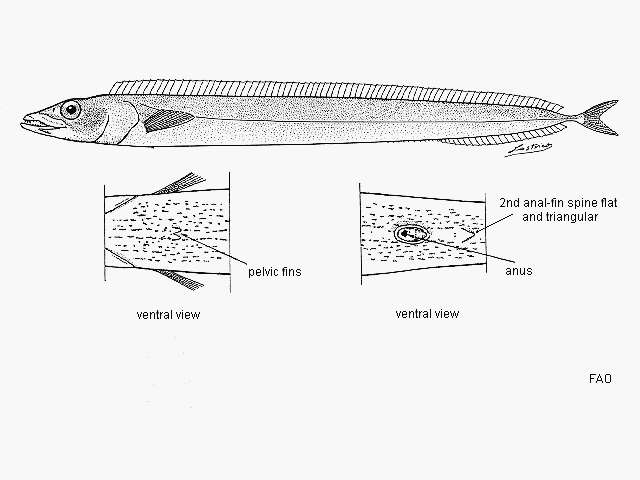 Image of Black scabbardfish