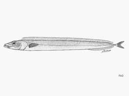 Image of Black scabbardfish