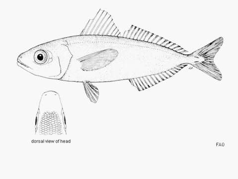 صورة Ariomma melanum (Ginsburg 1954)