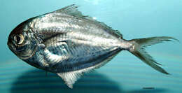 Image of Gulf Butterfish