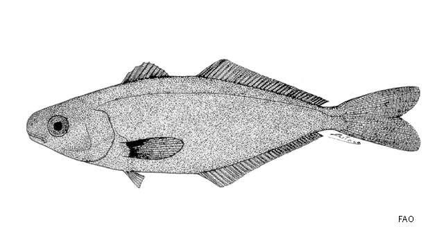Image of Bluefin Driftfish