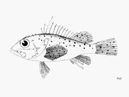 Image of Longspine scorpionfish