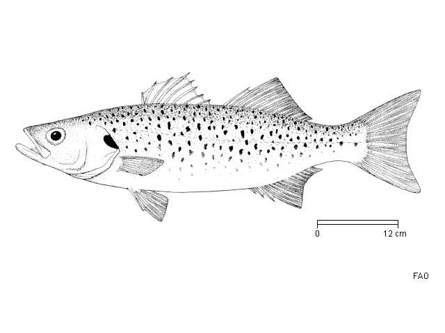 Image of Black-spotted Bass