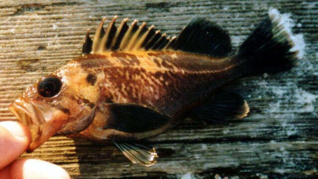 Image of Quillback rockfish