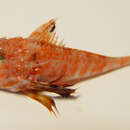 Image of Shortfin searobin