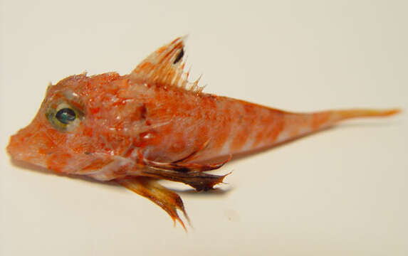 Image of Shortfin searobin