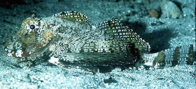 Image of Bandtail sea-robin