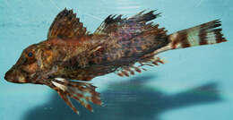 Image of Bandtail sea-robin