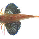 Image of Bigeye searobin