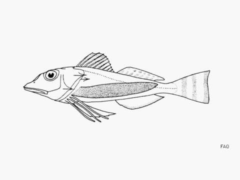 Image of Blackfin gurnard