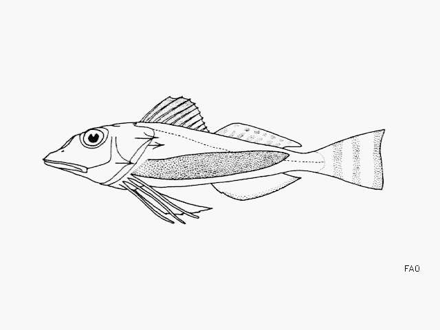 Image of Blackfin gurnard