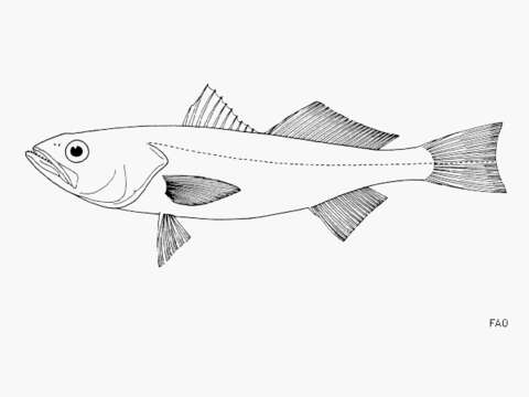 Image of Common Peruvian weakfish