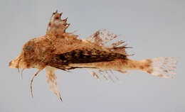 Image of Bighead searobin
