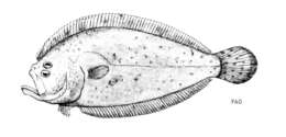 Image of Mediterranean Scaldfish