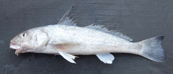 Image of Gulf kingcroaker