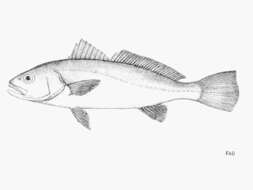 Image of Croaker