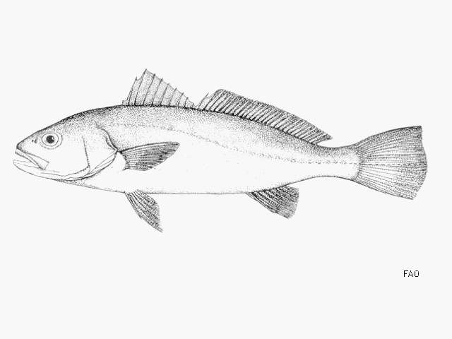 Image of Croaker