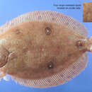 Image of Gulf of Mexico ocellated flounder