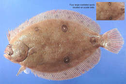 Image of Gulf of Mexico ocellated flounder