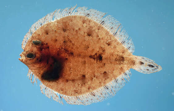 Image of Twospot Flounder