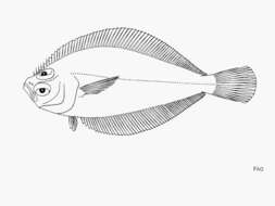 Citharichthys fragilis Gilbert 1890 resmi